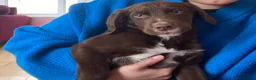 Mixed Breed dogs for sale: Cocker collie pups  - Advert 3