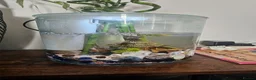 Pond Fish fish for sale: Beautiful, colorful mixed ornamental fish in London - Advert 4