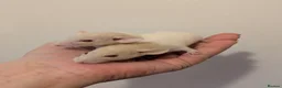 Rat rodents for sale: True dwarf rats  - Advert 8