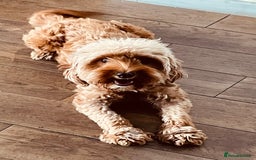 Mixed Breed dogs for sale: Out standing Labradoodle from a loving home  - Image 15