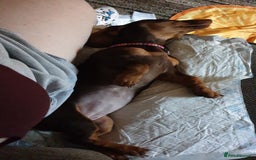 Dachshund dogs for sale:  11 week old Diva female Dachound - Image 11