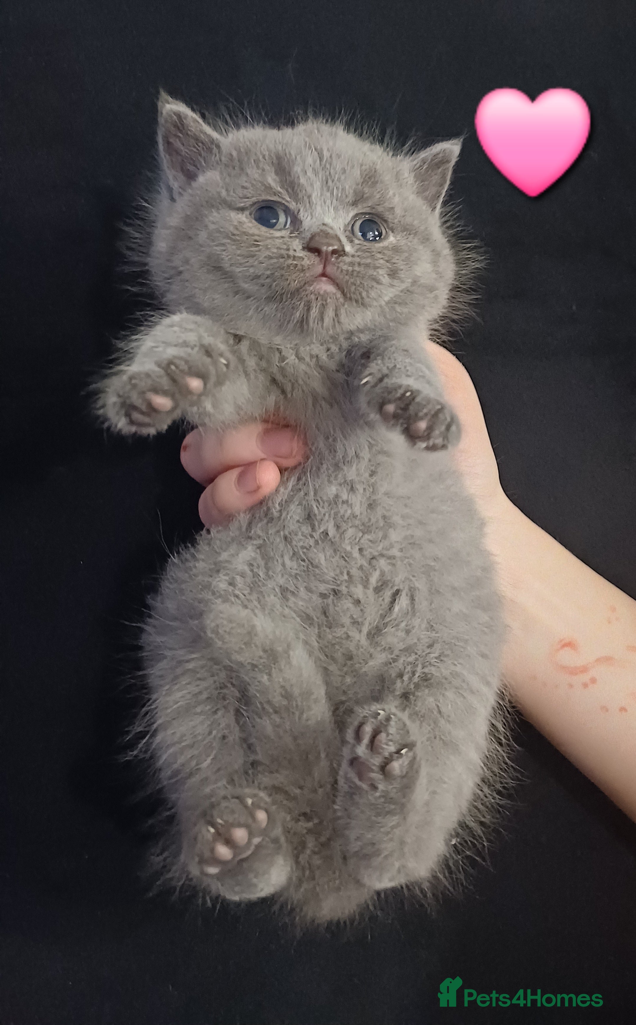 British Shorthair cats British Shorthair Kittens - Advert 2