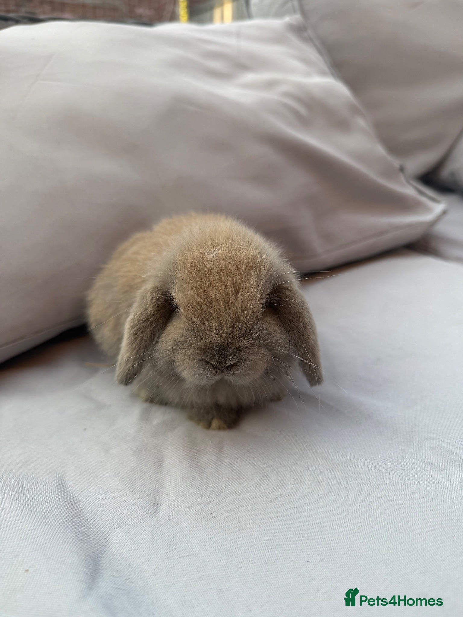 Mini Lop rabbits Mini lop bunnies - Advert 2