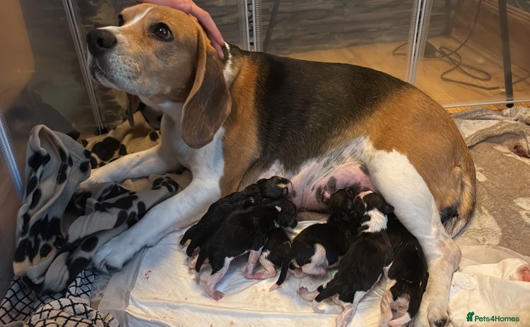 Beagle dogs - Advert 2