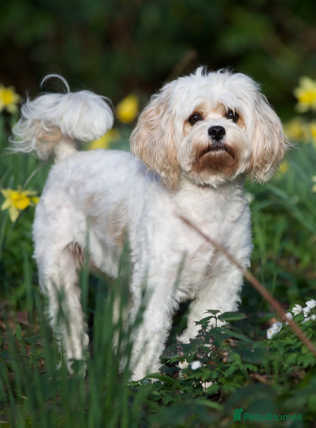 Gallery Image {{count}}