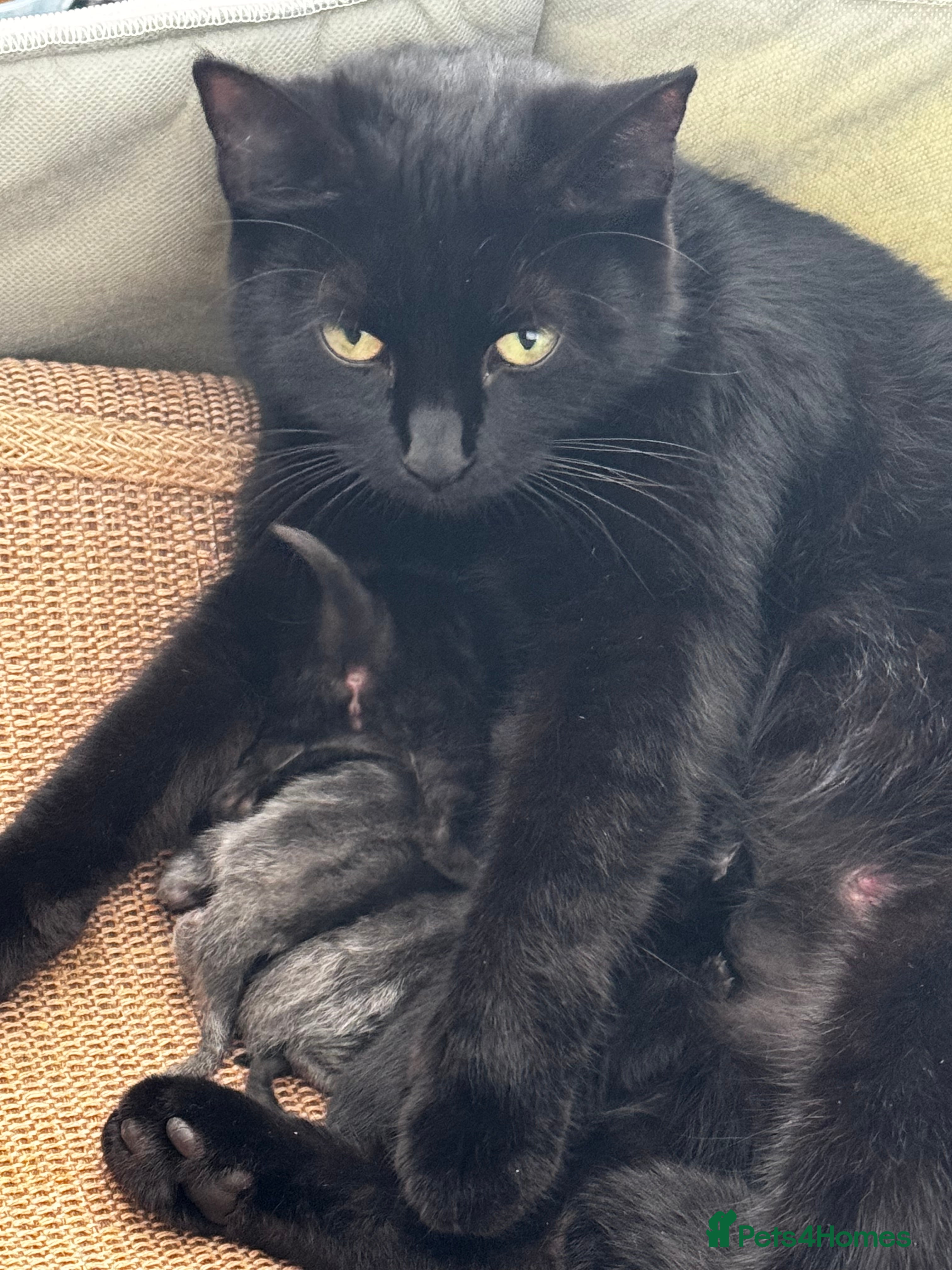 Mixed Breed cats Kittens - Advert 10