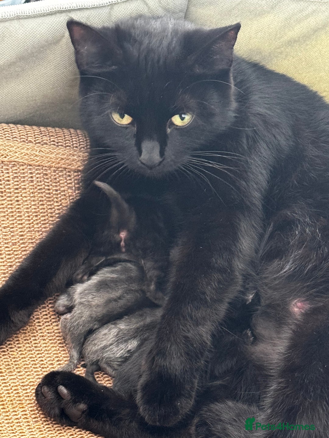 Mixed Breed cats for sale:  4 Kittens British long & short hair mixed breed. - Advert 2