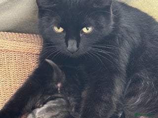 Mixed Breed cats Kittens - Advert 2