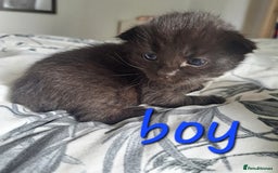 Mixed Breed cats for sale: Kittens DOB 1/8/25 - Image 5