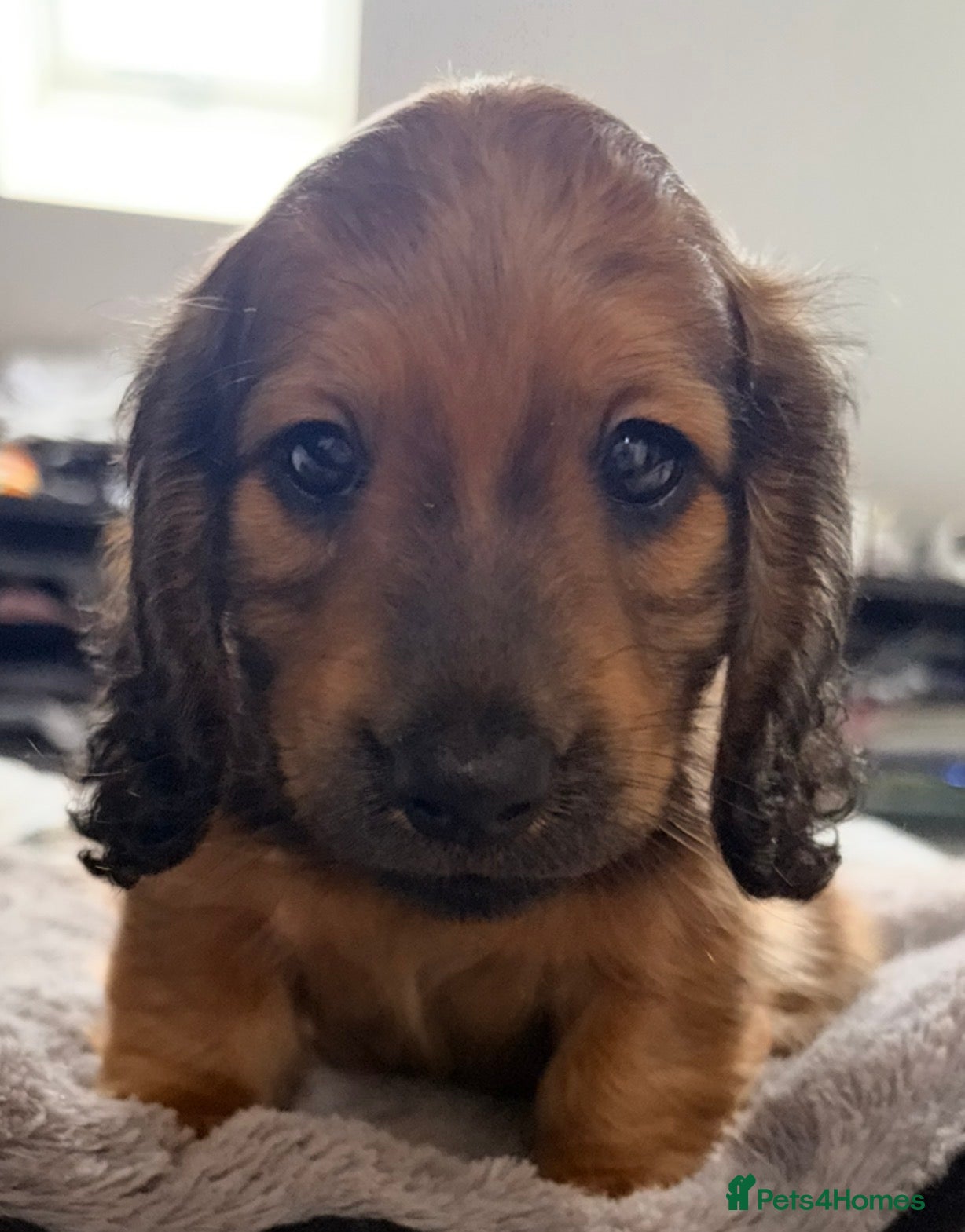 Miniature Dachshund dogs Beautiful long hair miniature dachshund pups - Advert 15