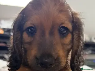 Miniature Dachshund dogs Beautiful long hair miniature dachshund pups - Advert 15