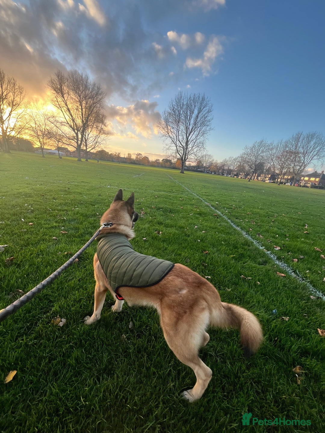 Mixed Breed dogs for sale: Blitz - Advert 12