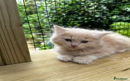 Ragcoon cats for sale: Ragdol x Main Coon  - Image 11