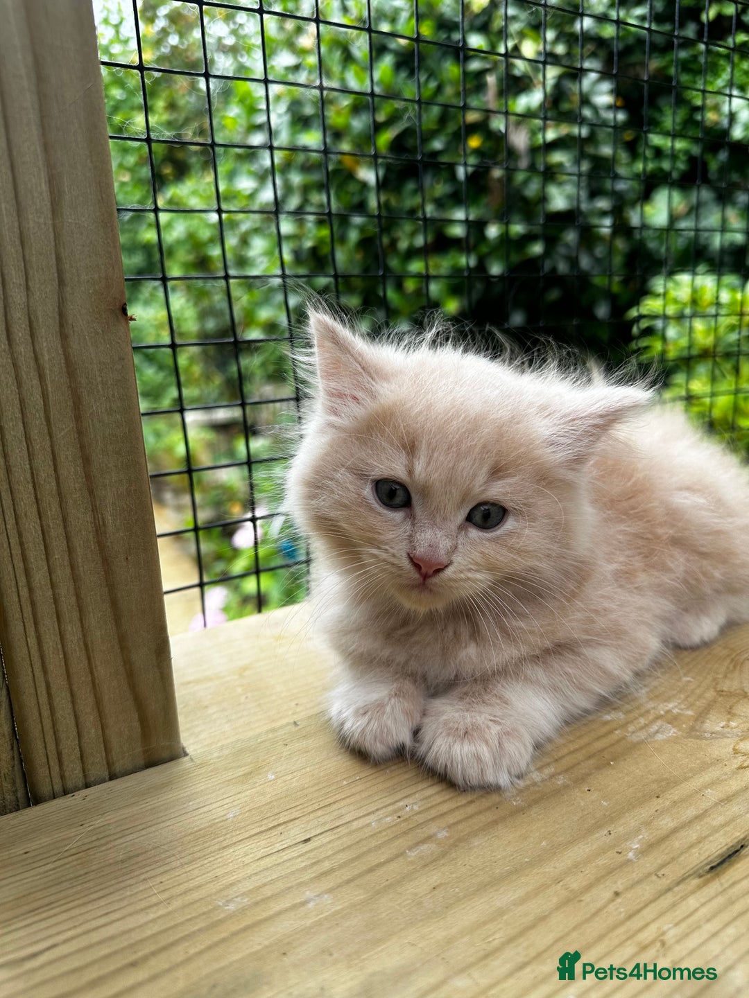 Ragcoon cats for sale: Ragdol x Main Coon  - Image 11