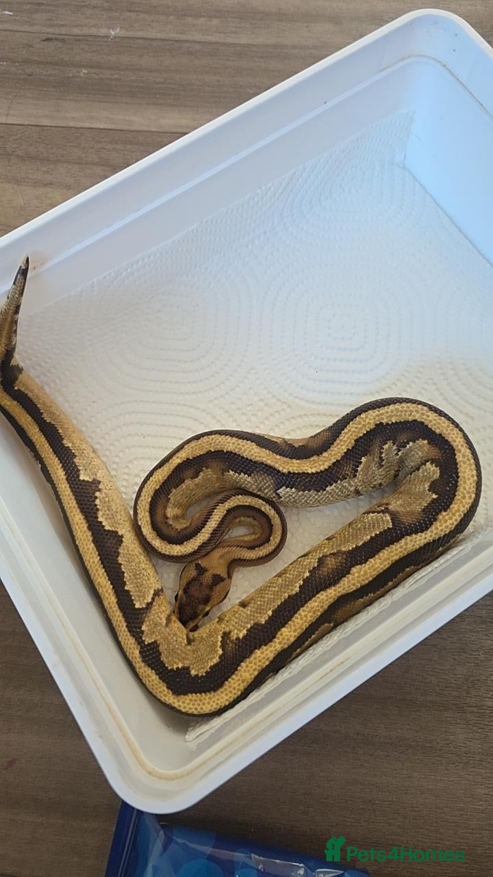 Python Snake reptiles Ball python - Advert 5