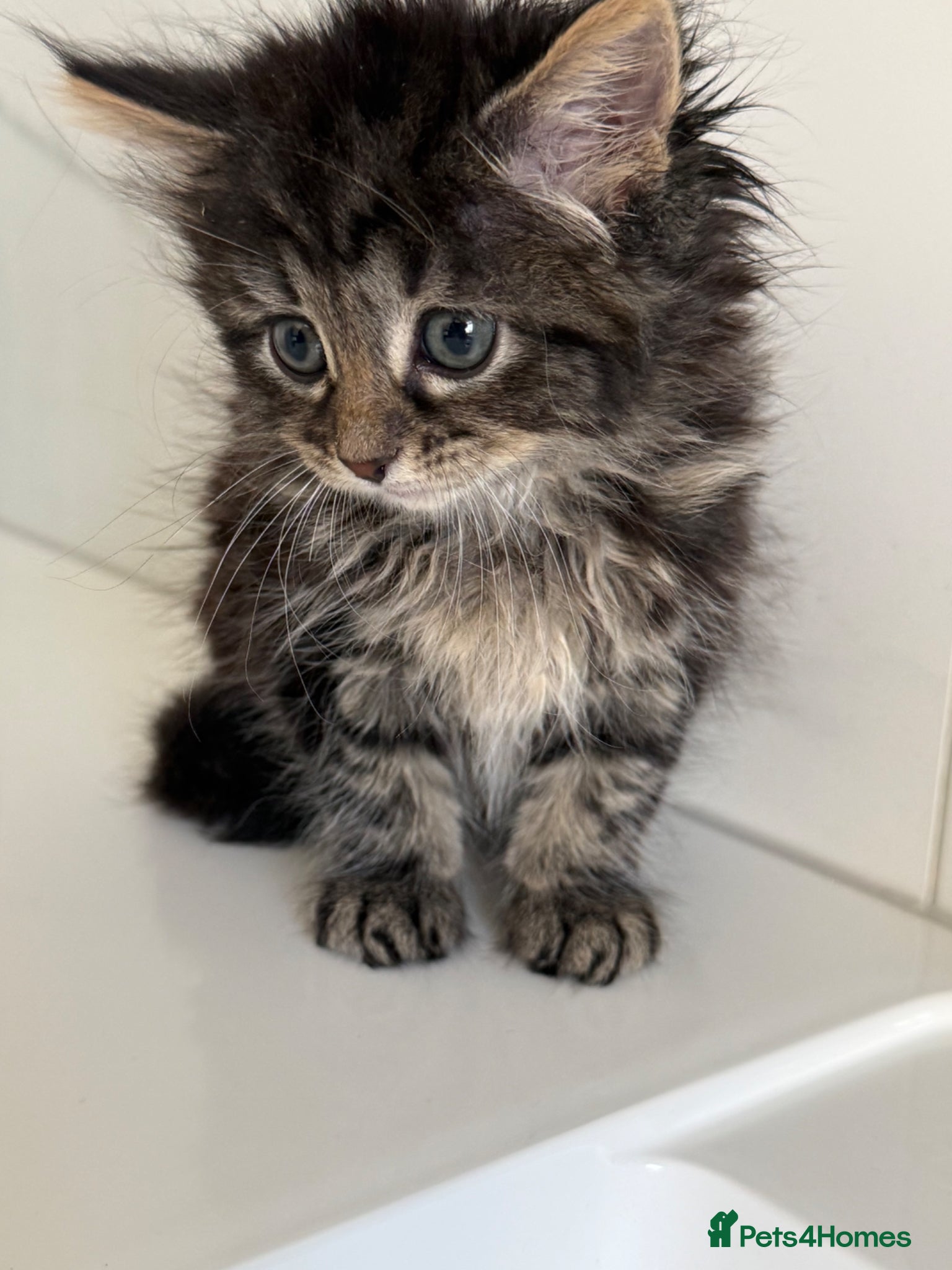 Mixed Breed cats Mixed breed kitten  - Advert 3