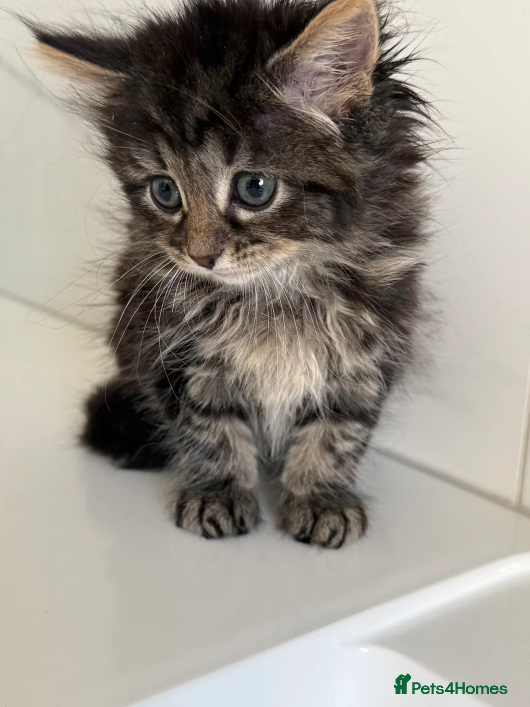 Mixed Breed cats for sale: Mixed breed kitten  in Bradford - Advert 1