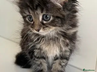 Mixed Breed cats Mixed breed kitten - Advert 3