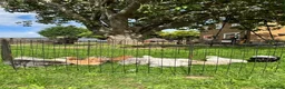 Chickens poultry for sale: Gorgeous Pekin chicks  - Advert 1