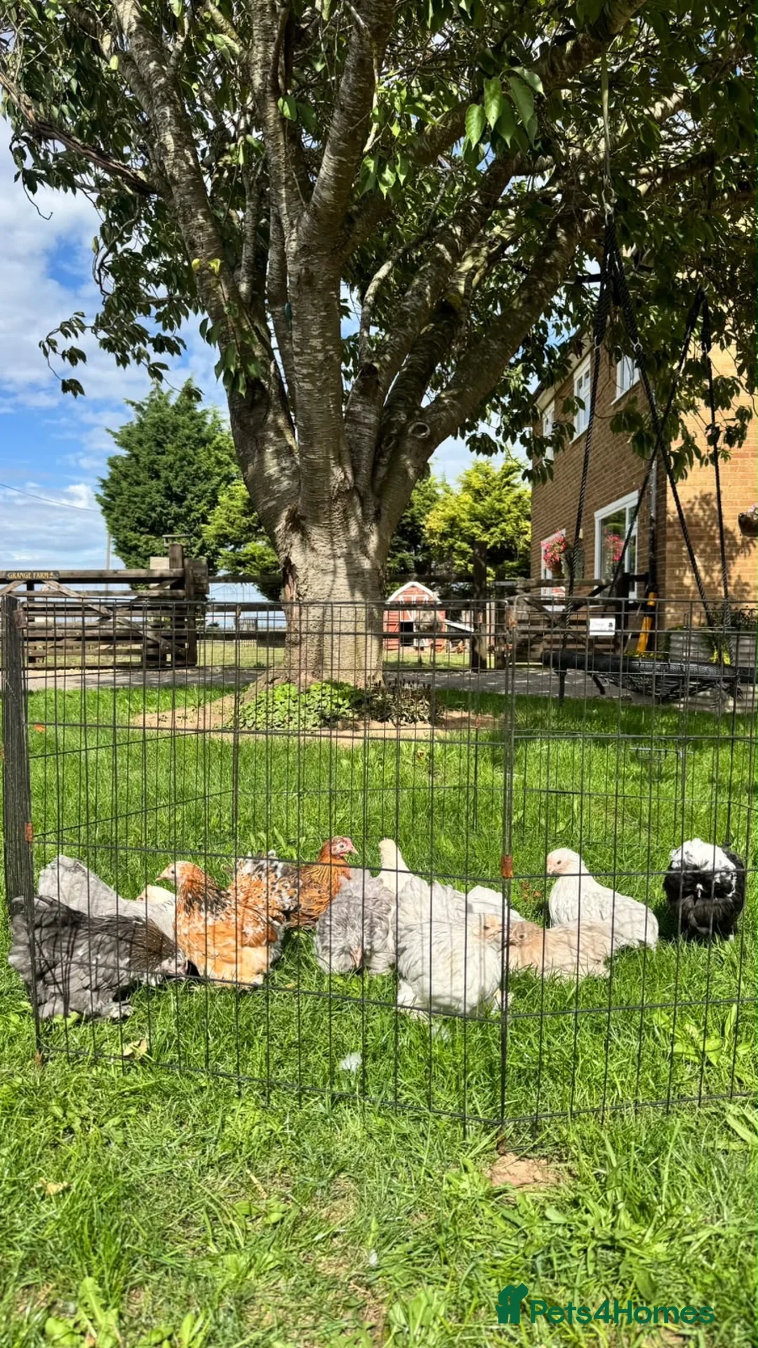 Chickens poultry for sale: Gorgeous Pekin chicks  - Advert 1