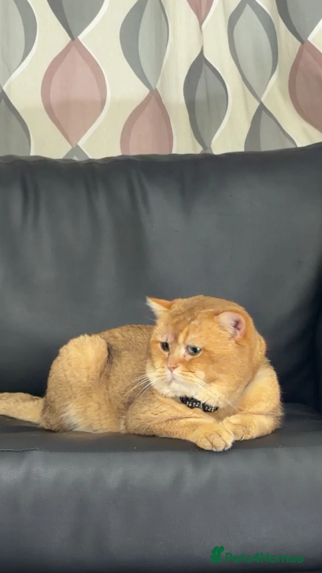 British Shorthair cats for stud: British golden cat - Advert 15