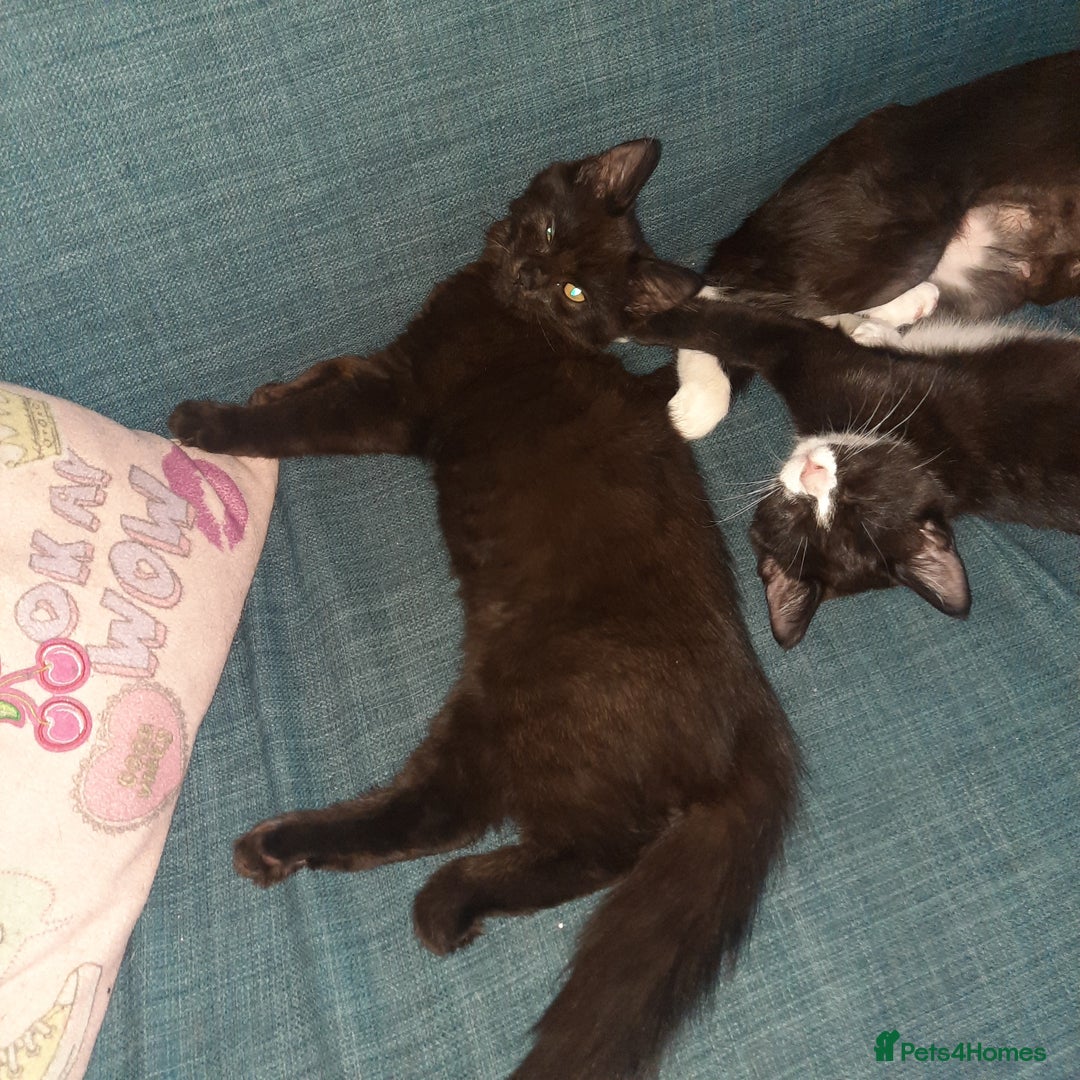 European cats for sale: Lovely kitten - Image 7