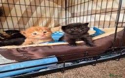 Mixed Breed cats for sale: Super friendly, fluffy kittens! 😻 - Image 23