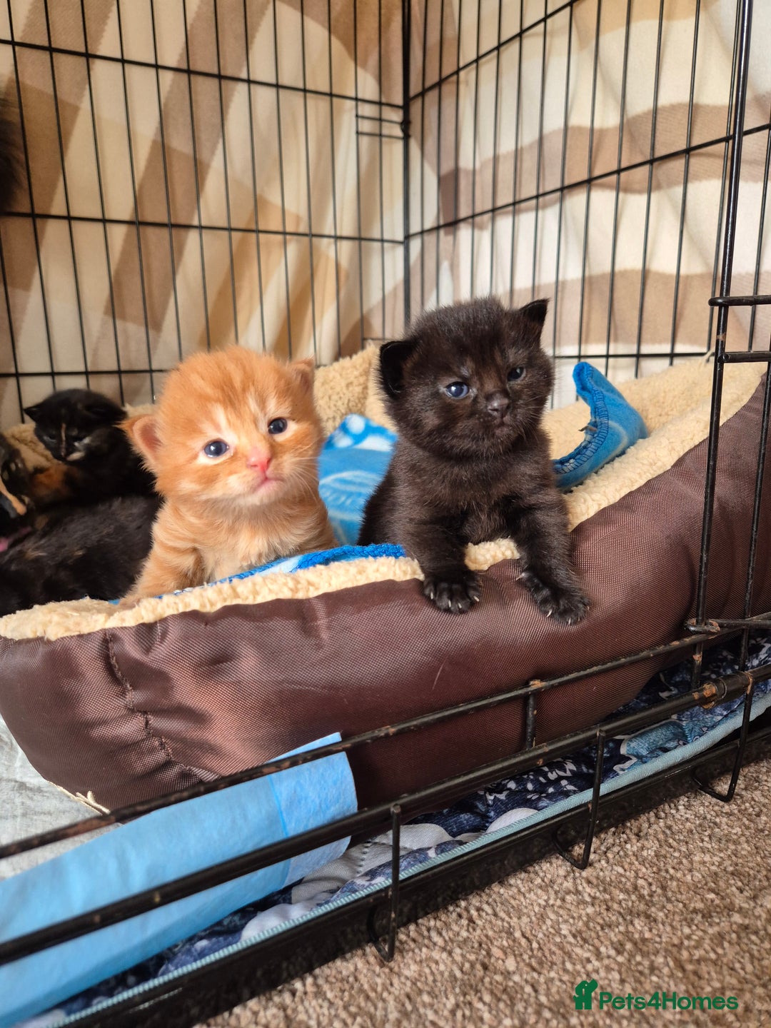 Mixed Breed cats for sale: Super friendly, fluffy kittens! 😻 - Image 23