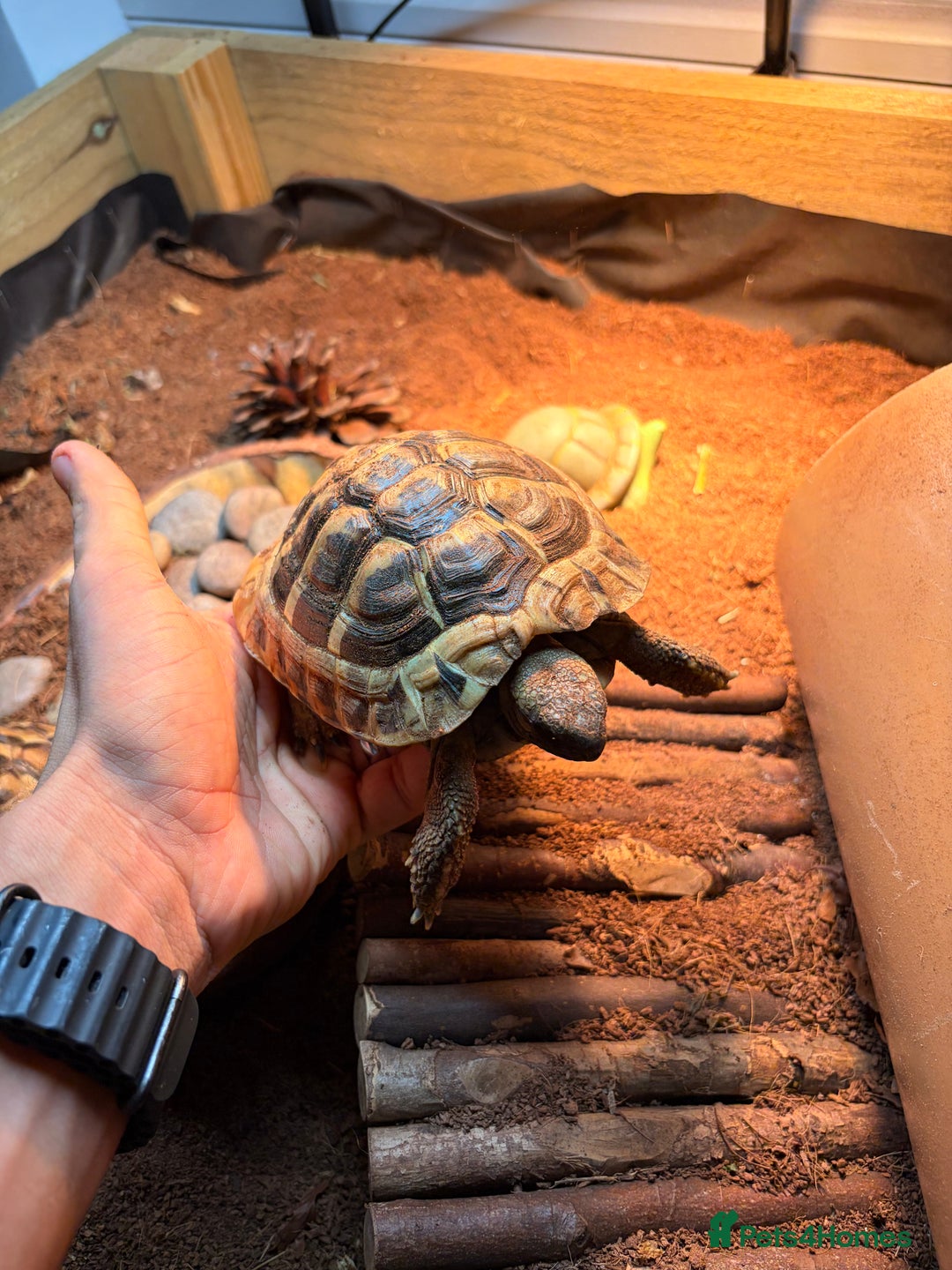 Hermann Tortoise reptiles for sale: 3 x Hermann Tortoise + Full Set Up - Advert 2