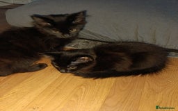 British Longhair cats for sale: 3 kittens for sale, preferably together - Image 2