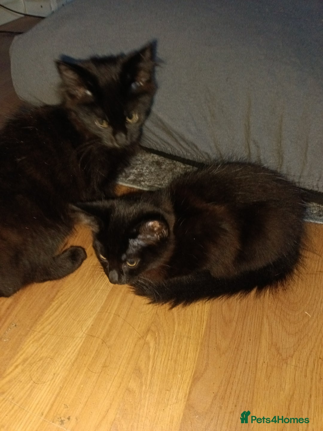 British Longhair cats for sale: 3 kittens for sale, preferably together - Image 2