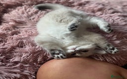 Ragdoll cats for sale: Champion blood dilute blue tabby ragdoll kitten - Image 11