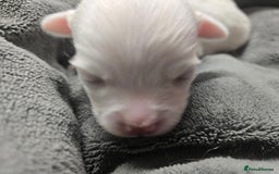 Pomchi dogs for sale: Gorgeous pomchi puppies  - Image 13