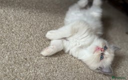 Ragdoll cats for sale: Blue bicolour babies 🐾 - Image 12