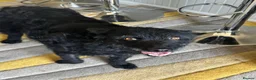Mixed Breed dogs for adoption: Sweet ZoE NEEDS LOVE - Advert 8