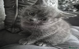 British Shorthair cats for sale: 1 cute British short hair blue kitten for sale  - Image 1