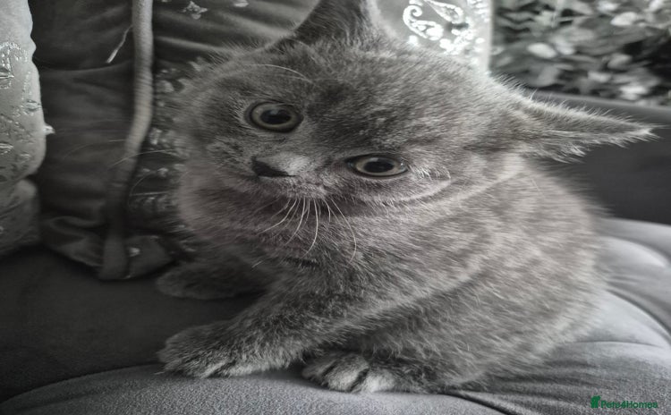 British Shorthair cats - Advert 13