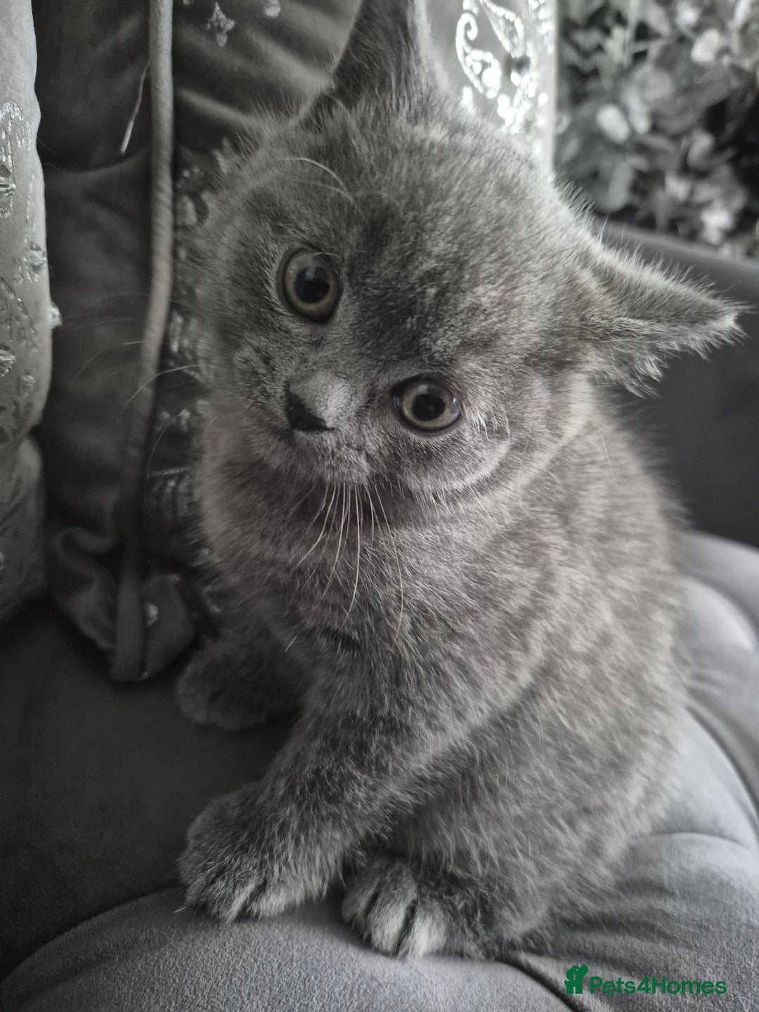 British Shorthair cats for sale: 1 cute British short hair blue kitten for sale  - Image 1