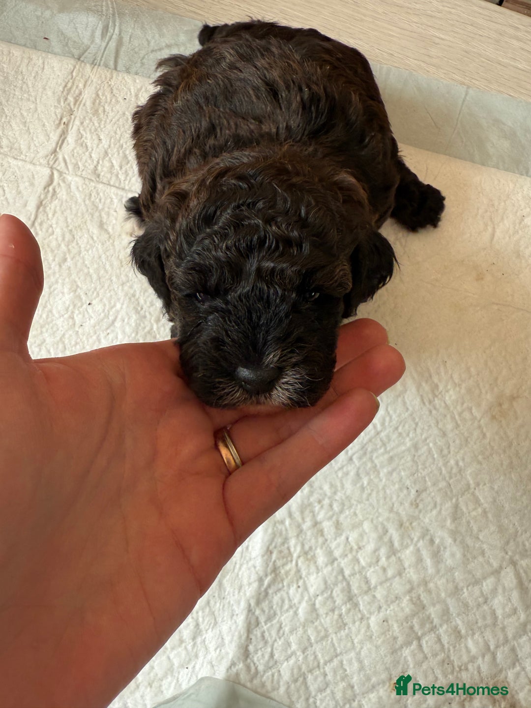 Cockapoo dogs for sale: Toy cockapoo - Image 8