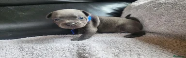 Staffordshire Bull Terrier 2
