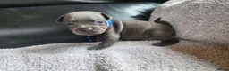 Staffordshire Bull Terrier dogs for sale: PUREBRED STAFFORDSHIRE BULL TERRIER PUPPY  in Reading - Advert 3