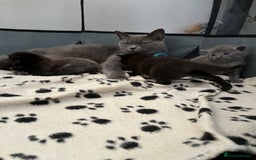 British Shorthair cats for sale: 🐾 British Shorthair Kittens 🐾 - Image 6