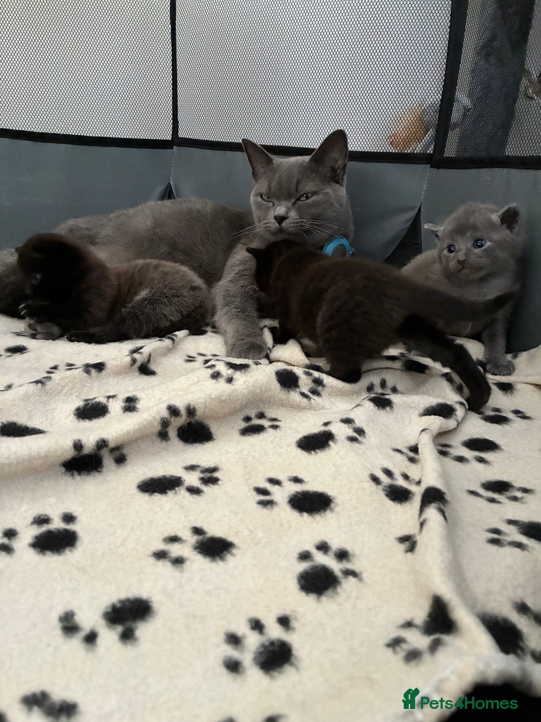 British Shorthair cats for sale: 🐾 British Shorthair Kittens 🐾 - Image 6