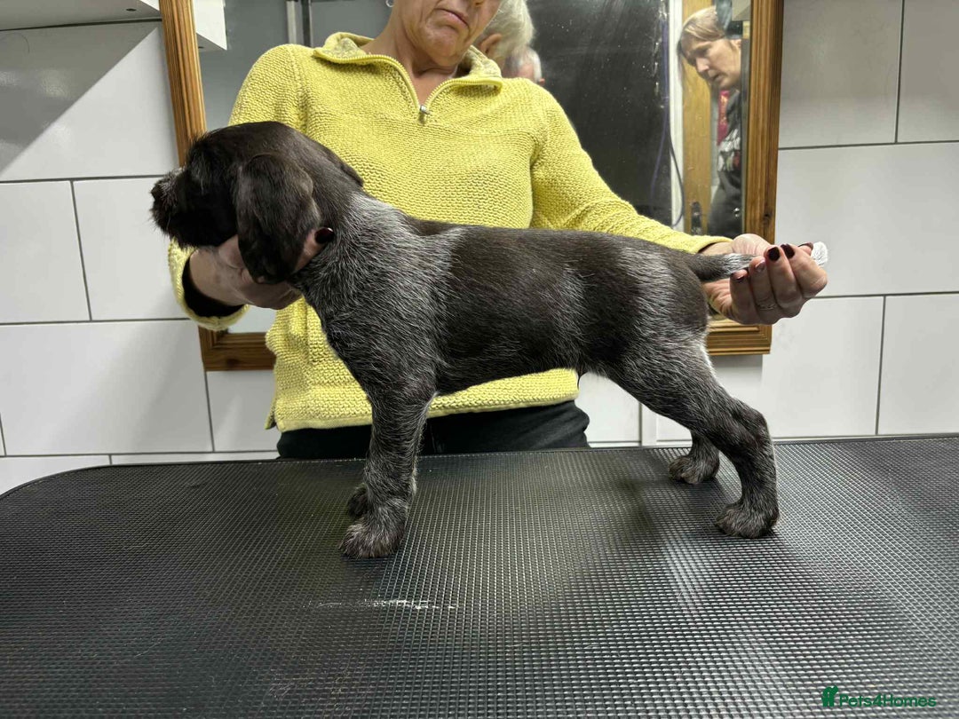 German Wirehaired Pointer dogs for sale: Stunning litter of German Wirehaired Pointers  - Advert 16