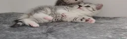 British Shorthair cats for sale: 🏆 Pedigree Silver British Shorthair Kittens 🏆 - Advert 17