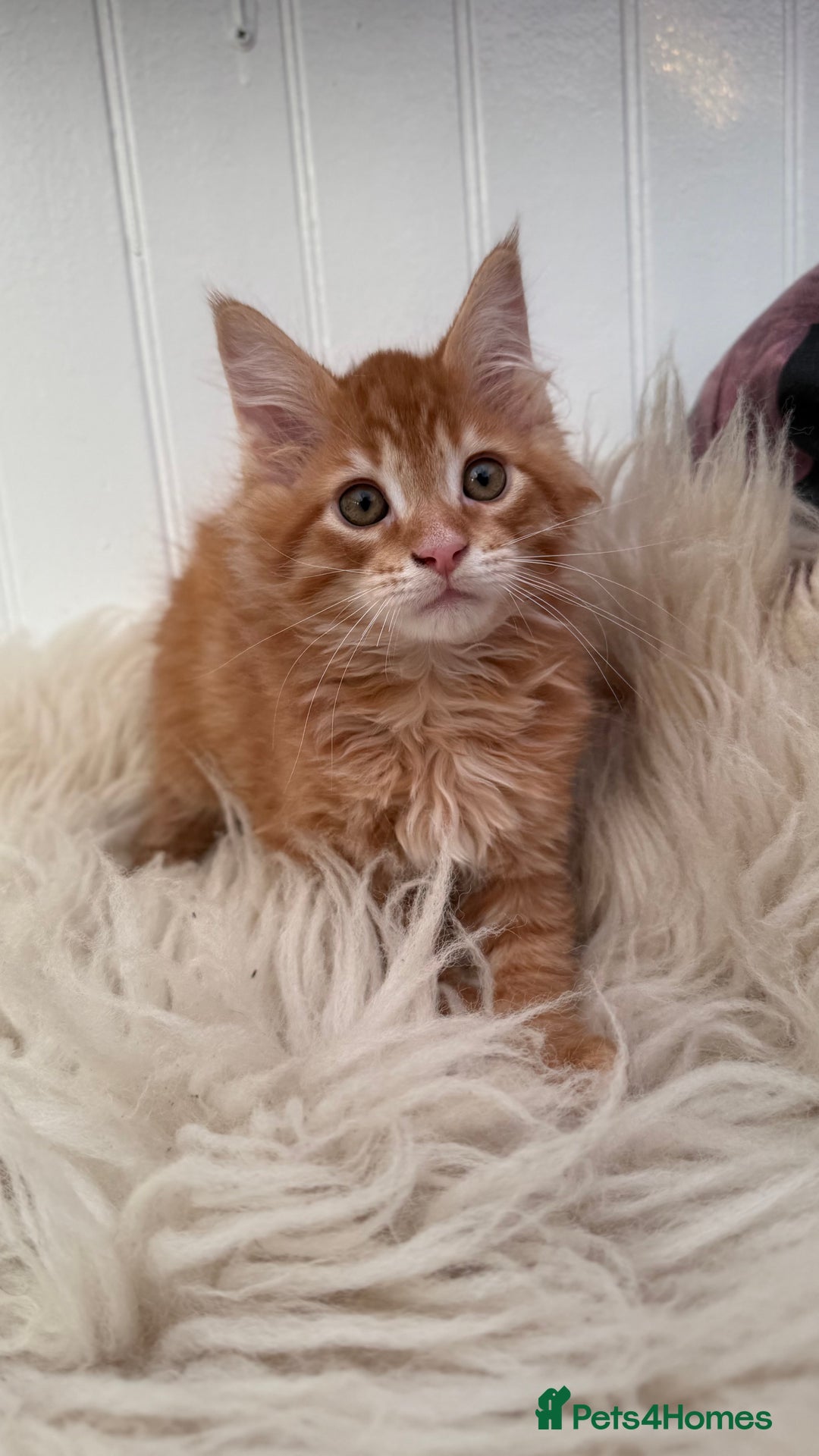 Maine Coon cats for sale: Last Two Gccf Maine Coons Boys Available - Advert 26