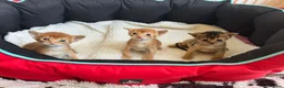 Abyssinian cats for sale: Abyssinian 7 weeks two boys - Advert 7