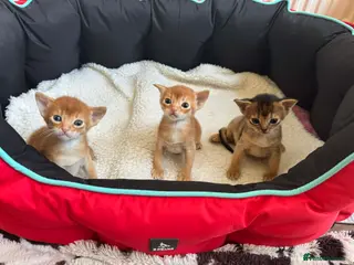 Abyssinian cats Abysinian 3 weeks kittens - Advert 2