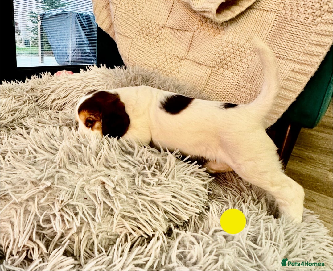 Cocker Spaniel dogs for sale: Fantastic Show / Working Cocker Spaniels - Advert 27