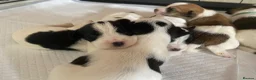 Jack Russell dogs for sale: Jack Russel terrier mix puppies  - Advert 13